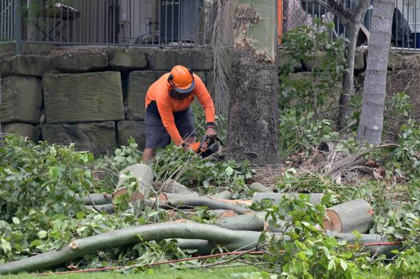 Professional Tree Removal in Union, KY